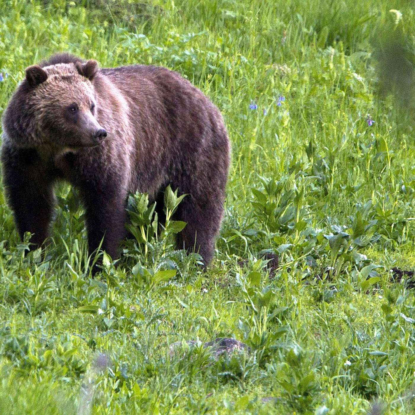 Kalispell School Arson Suspect Pleads Not Guilty, Bear Attack Closes Columbia Falls Trail episode artwork
