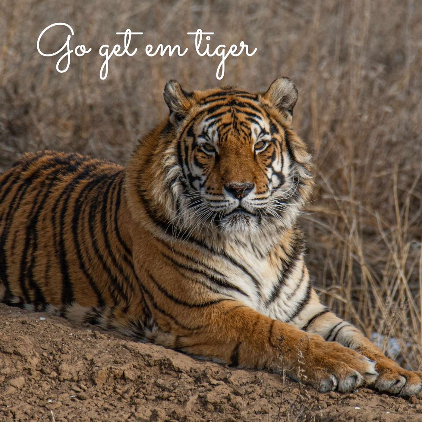 #262 Go get 'em tiger episode artwork