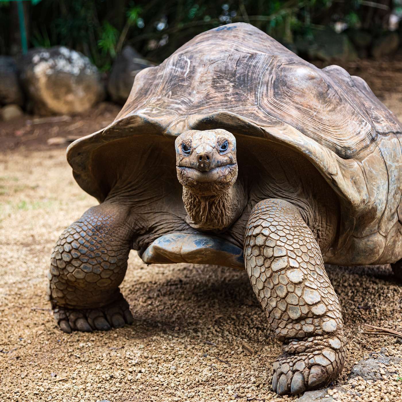 cover of episode Can Animals Live Longer Than Humans?