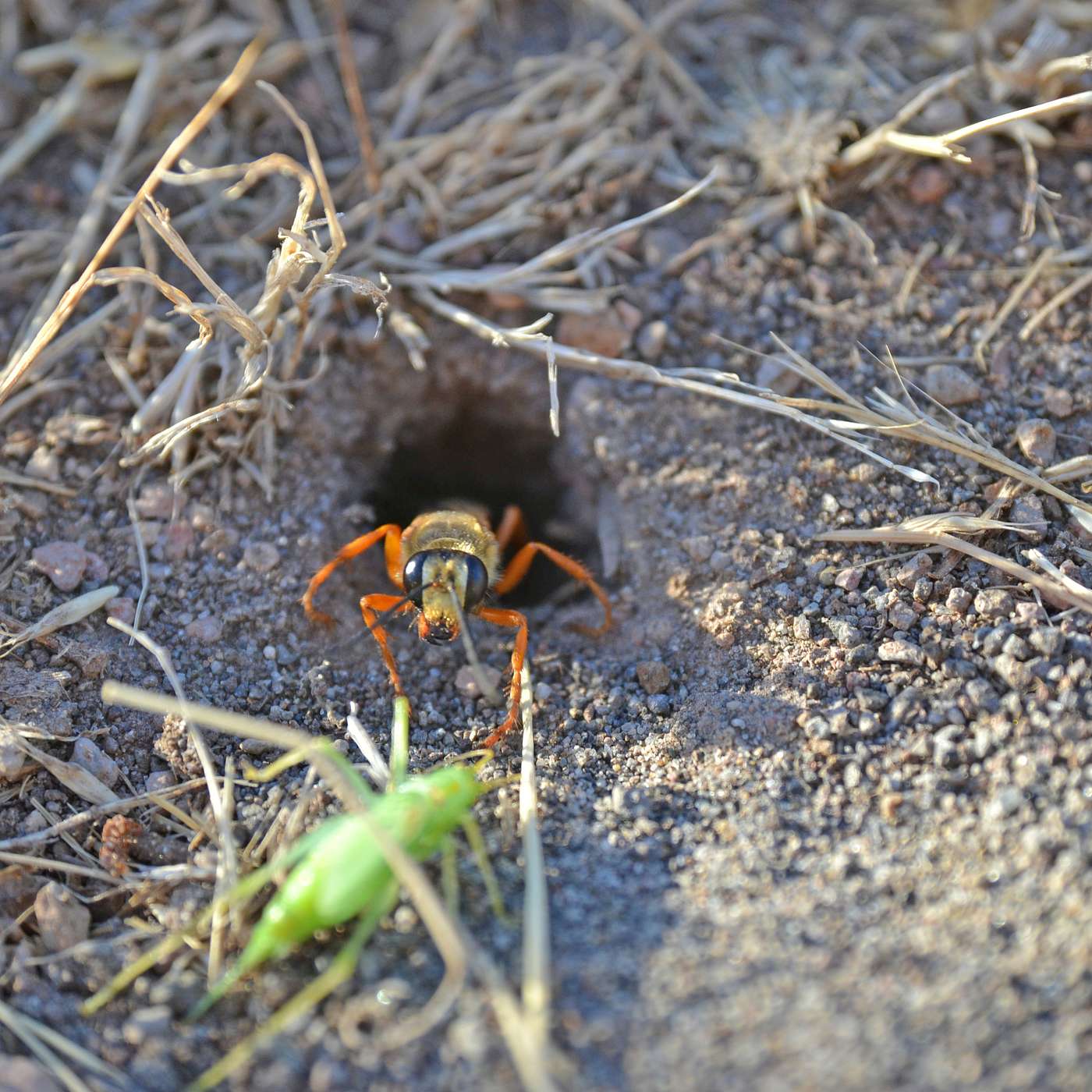 Bug Banter with the Xerces Society