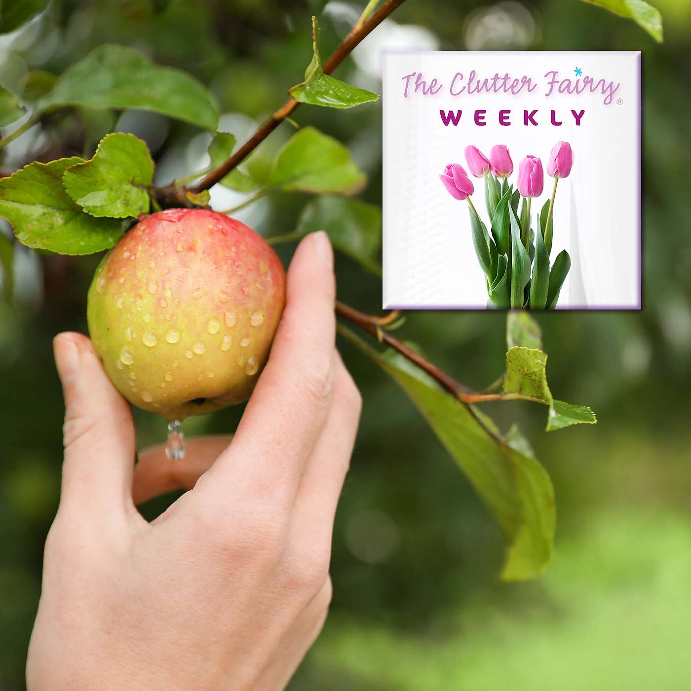 Get Off to a Strong Start (or Restart) in GO Month 2022 - The Clutter Fairy Weekly #105