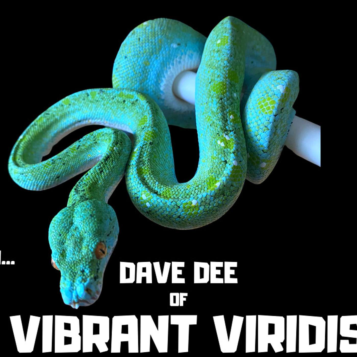 #83 DAVE DEE OF VIBRANT VIRIDIS | GREEN TREE PYTHONS | OG CHONDRO KEEPER | TRAP TALK WITH MJ