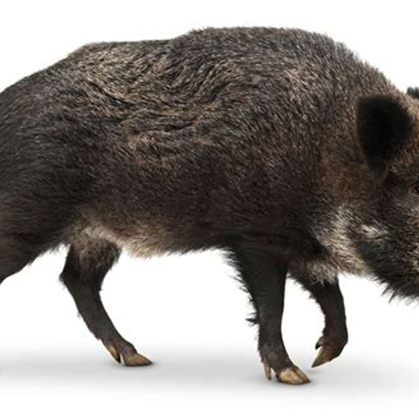 Feral pigs dangerous for the environment episode artwork