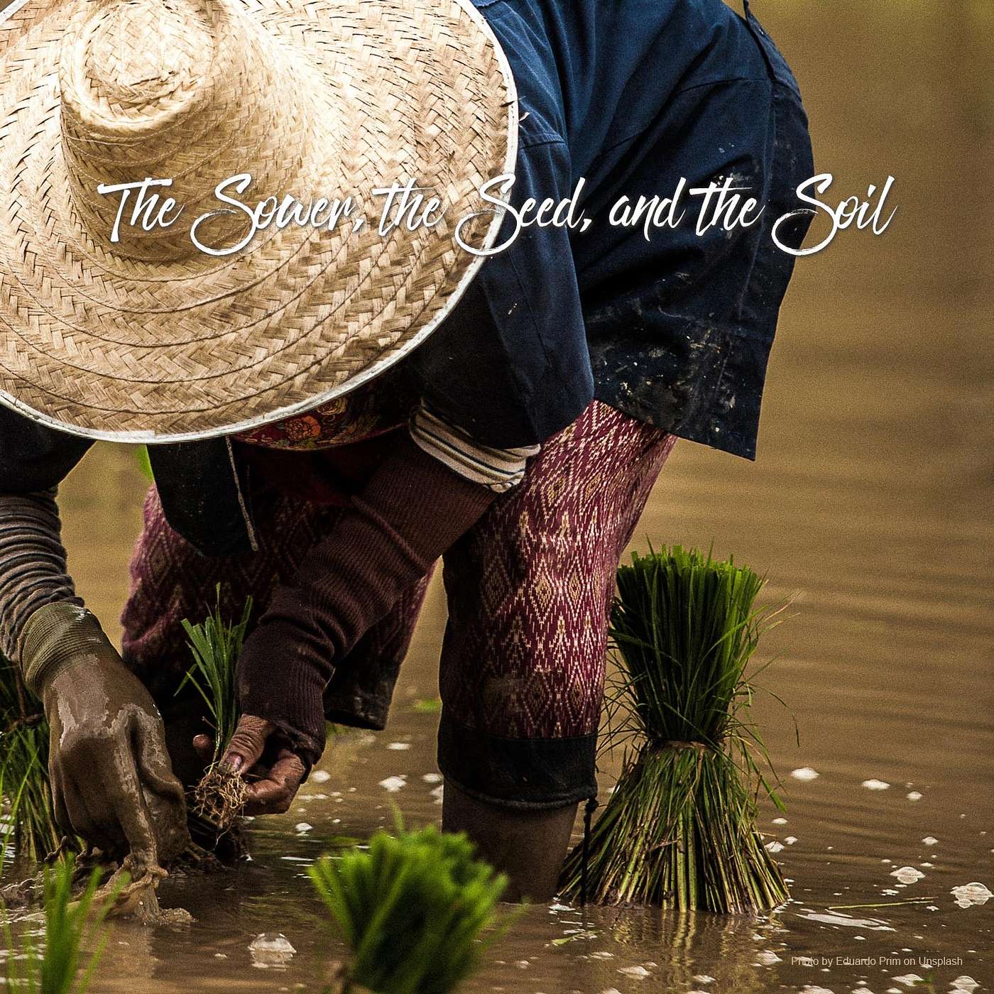 The Sower, The Seed, and The Soil