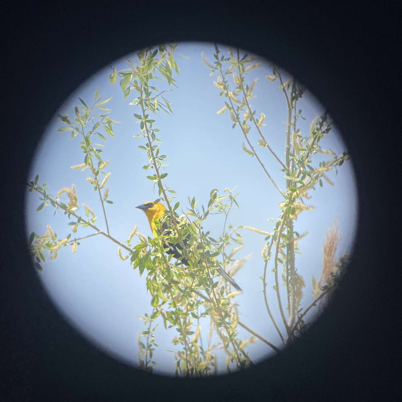 18: How Great Salt Lake Bird Migrations Are Changing