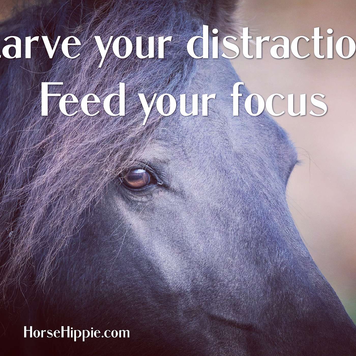 Starve Your Distractions episode artwork