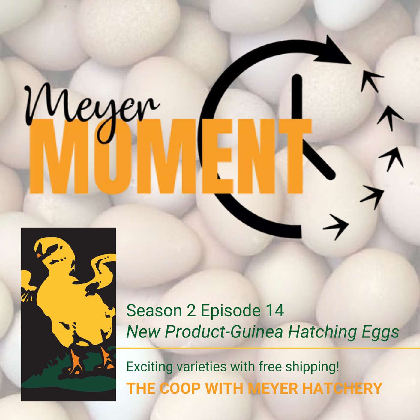 New Addition! Guinea Hatching Eggs