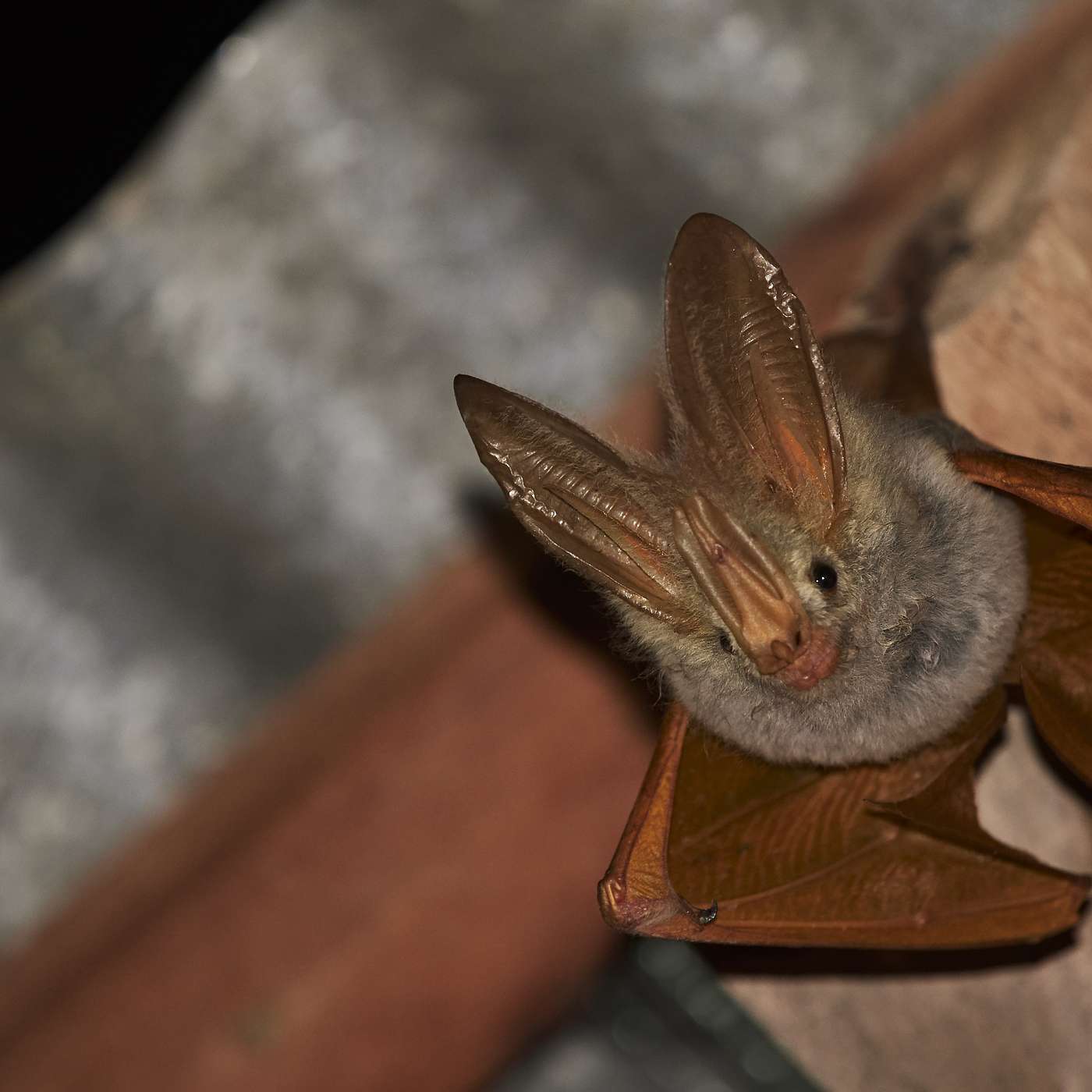 Mammalwatching