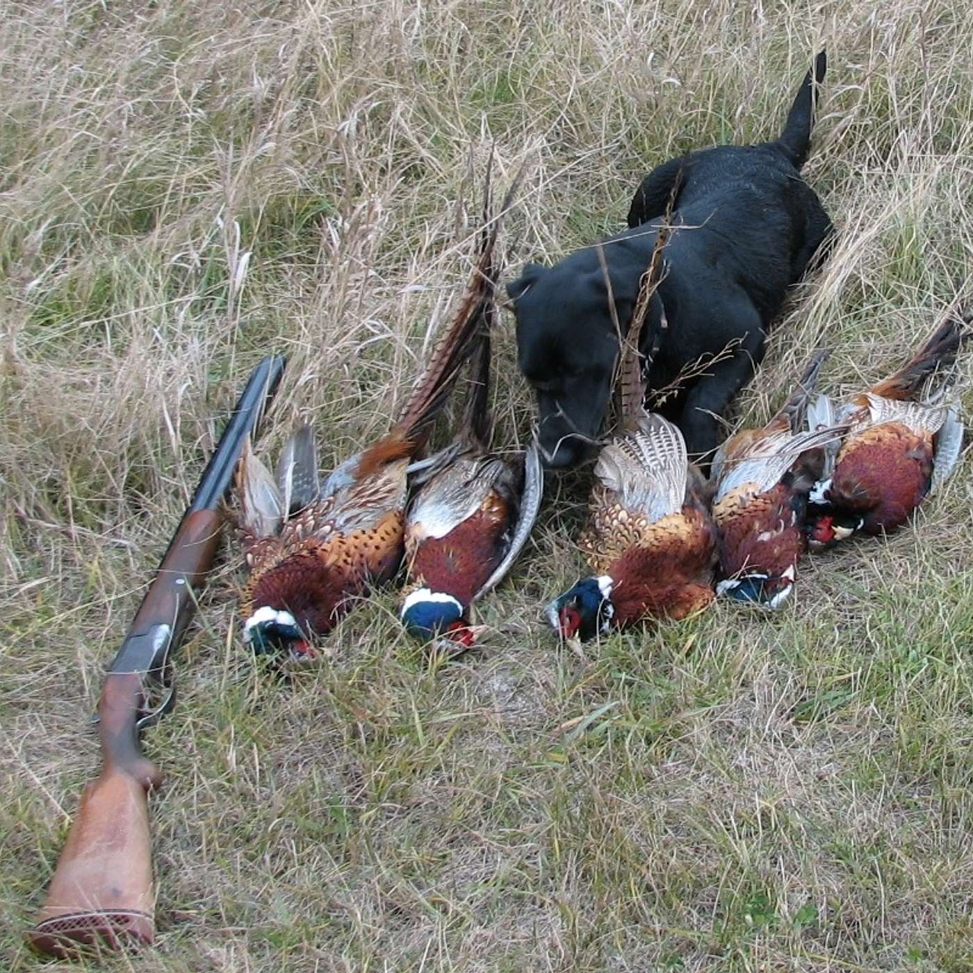 Pheasants - North Dakota - South Dakota - Minnesota episode artwork