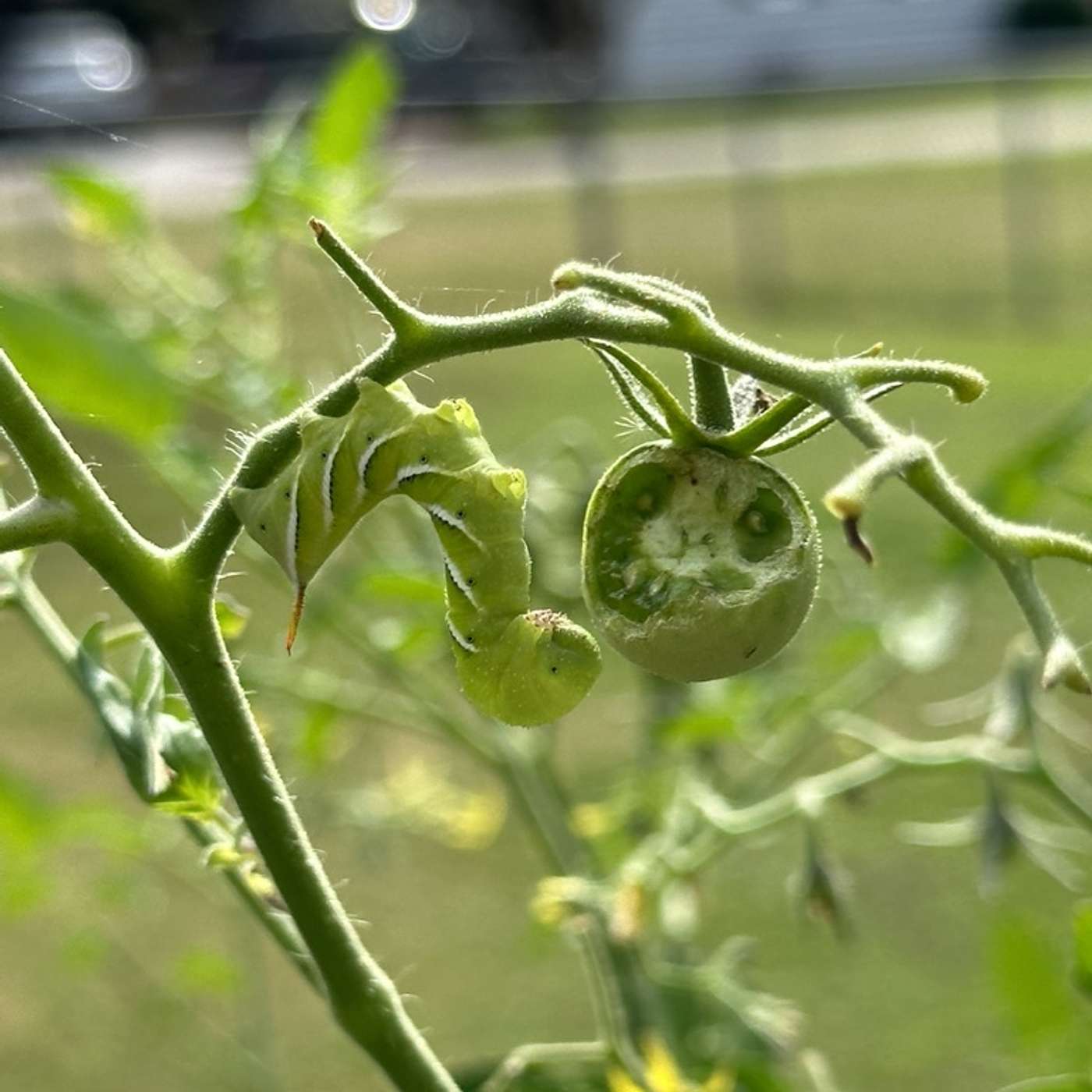 The Garden Landscape The Garden Landscape