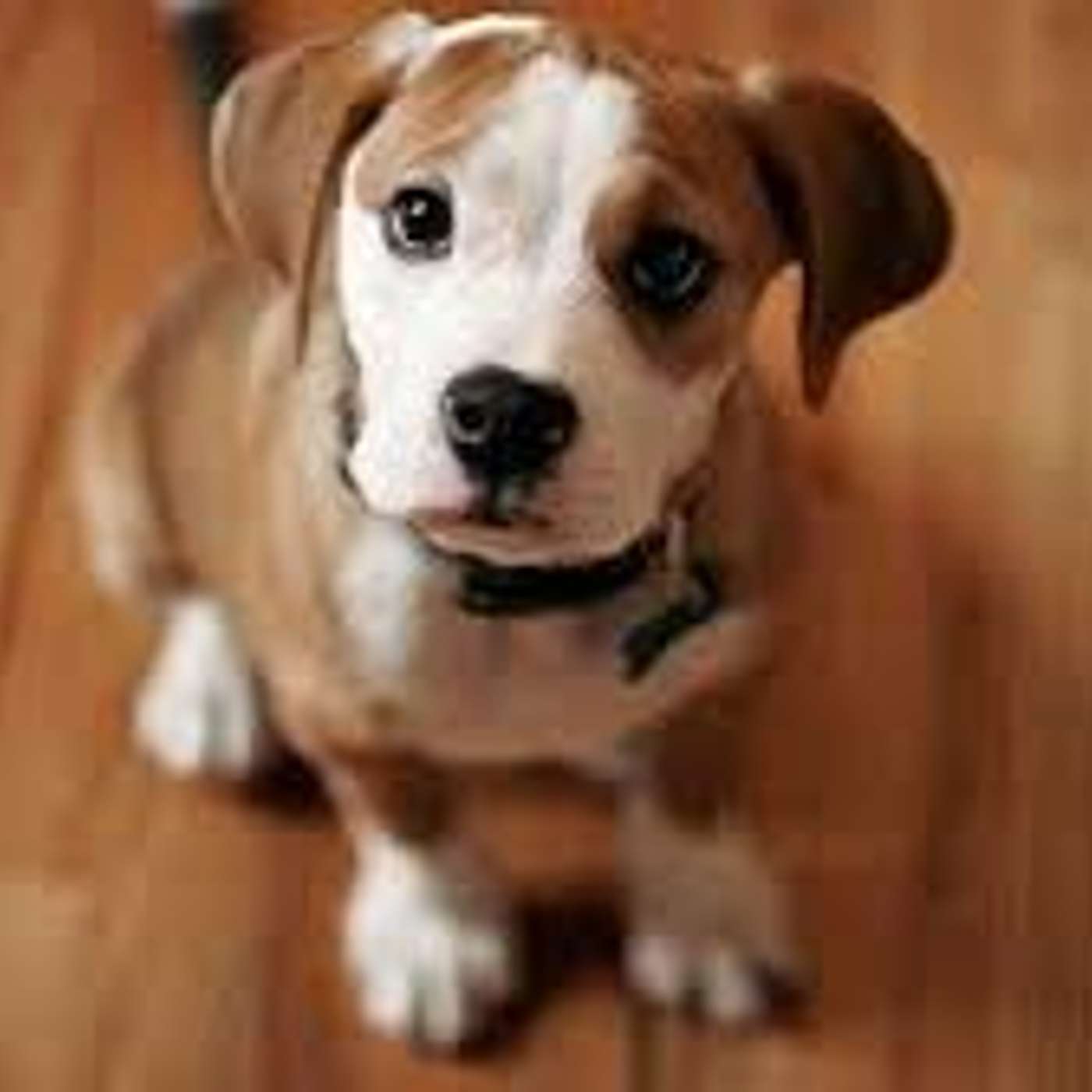 Perché lo fanno... ragione o istinto?