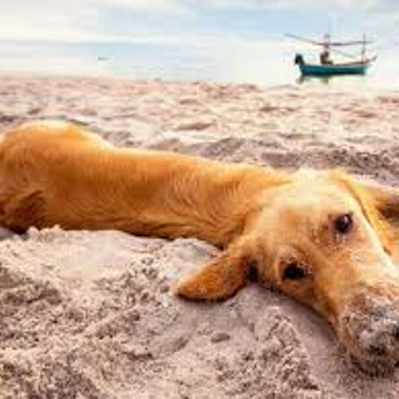 Amici per il pelo, il mondo degli animali visto e raccontato da una veterinaria