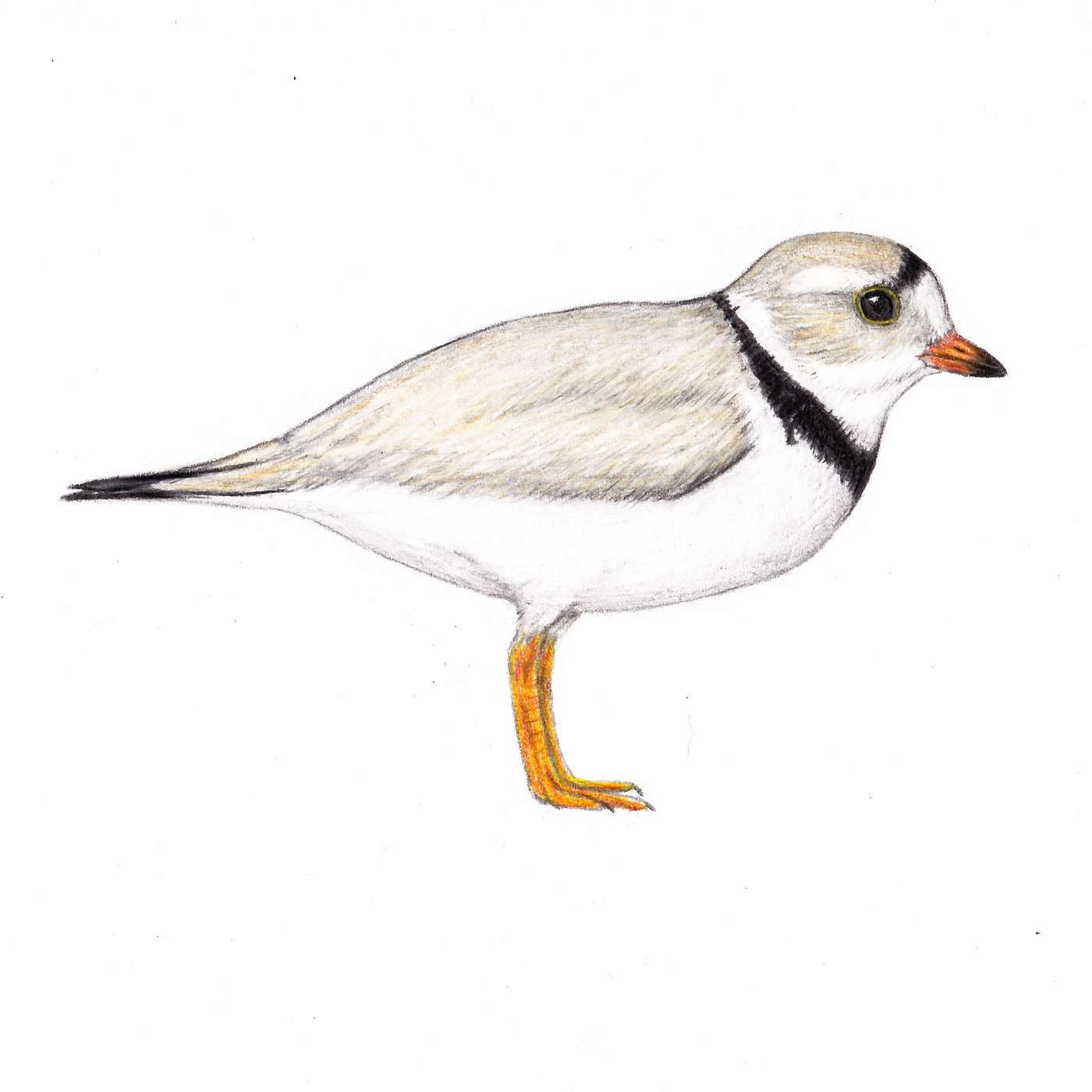 Bird Families: Charadriidae episode artwork