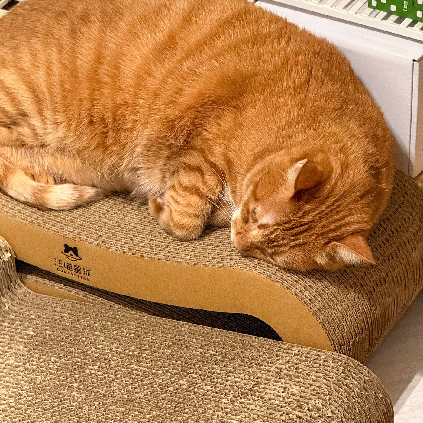 【鮑鮑報報EP45】拜託，請不要再修教育學程了好嗎？