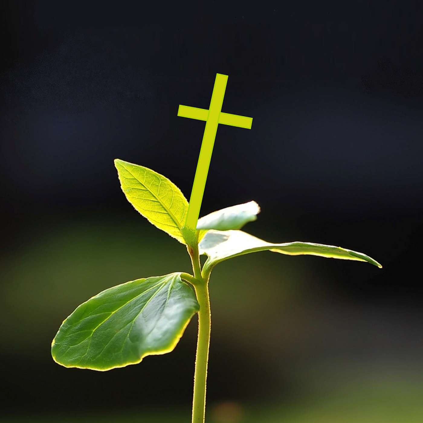 Seeds: Growing with God