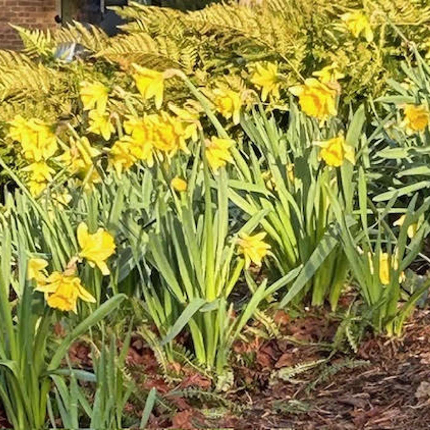 Chris Haslam’s Podcast