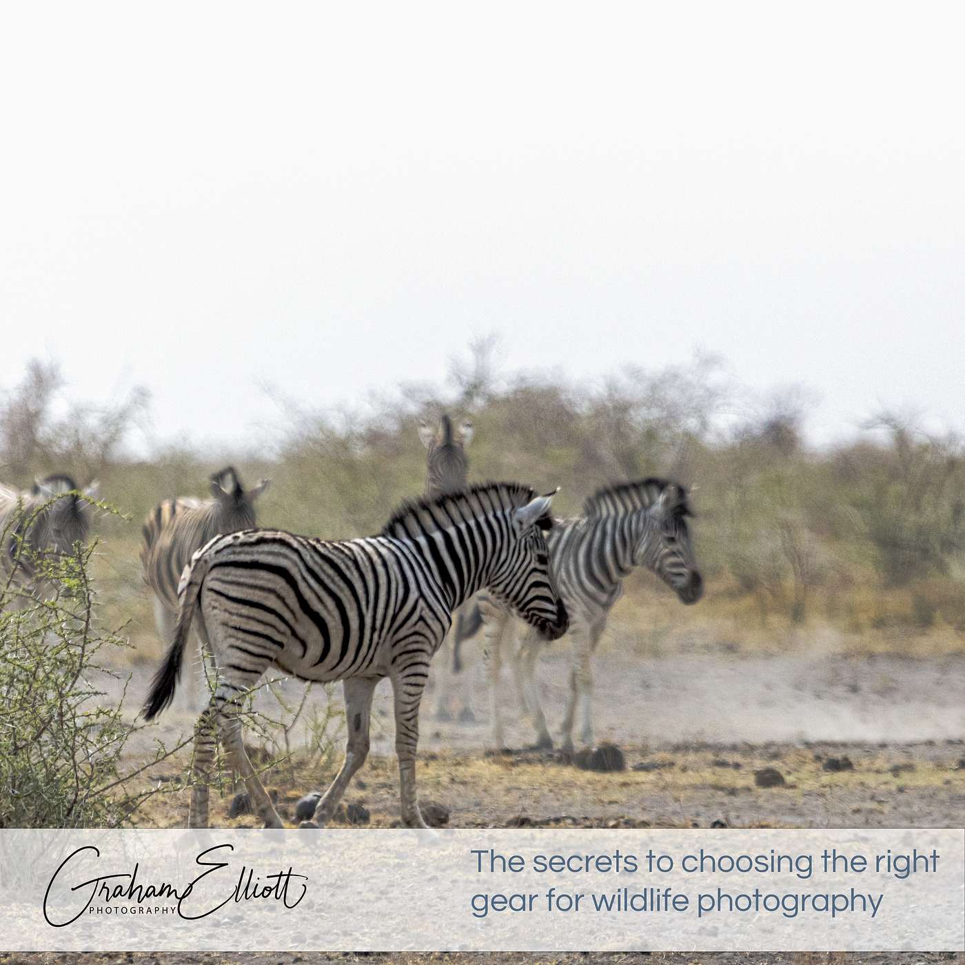 The secrets to choosing the right gear for wildlife photography