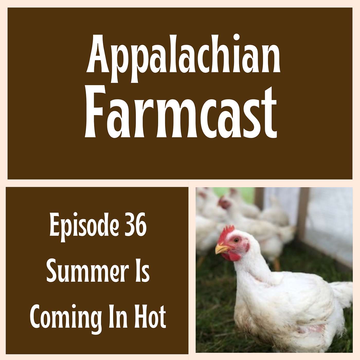 Episode 36 Summer is Coming In Hot, Updates on Meat Chickens, Steers and Lambs episode artwork
