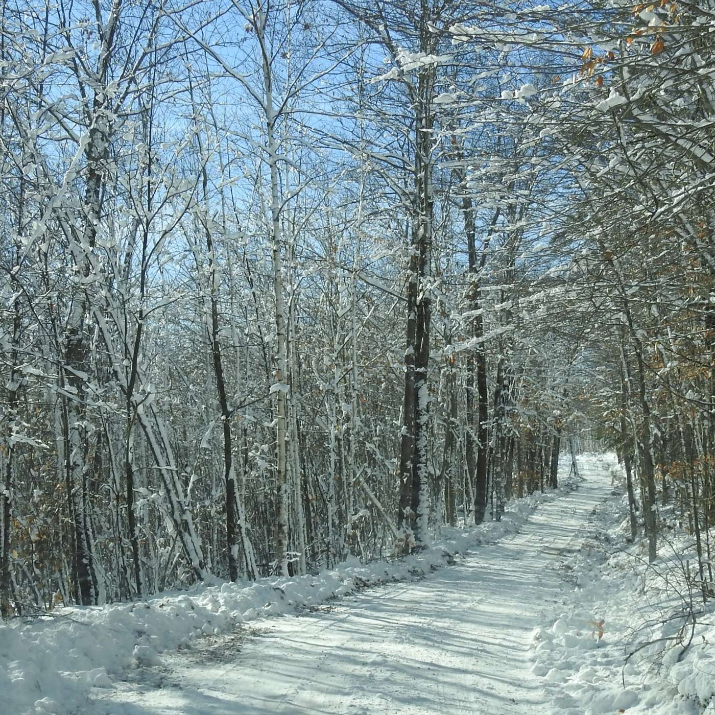 DREAMING OF A WHITE CHRISTMAS