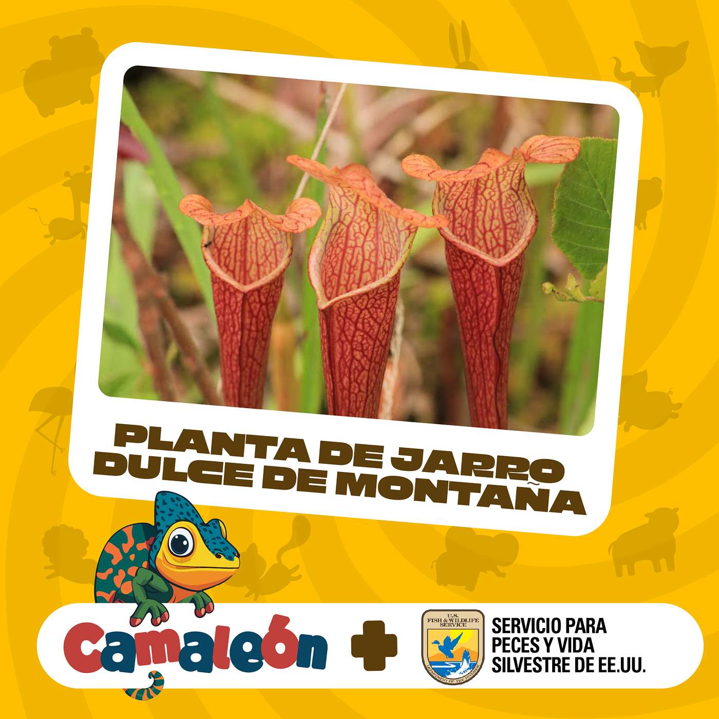 Planta Carnívora: La planta de jarro dulce de montaña episode artwork