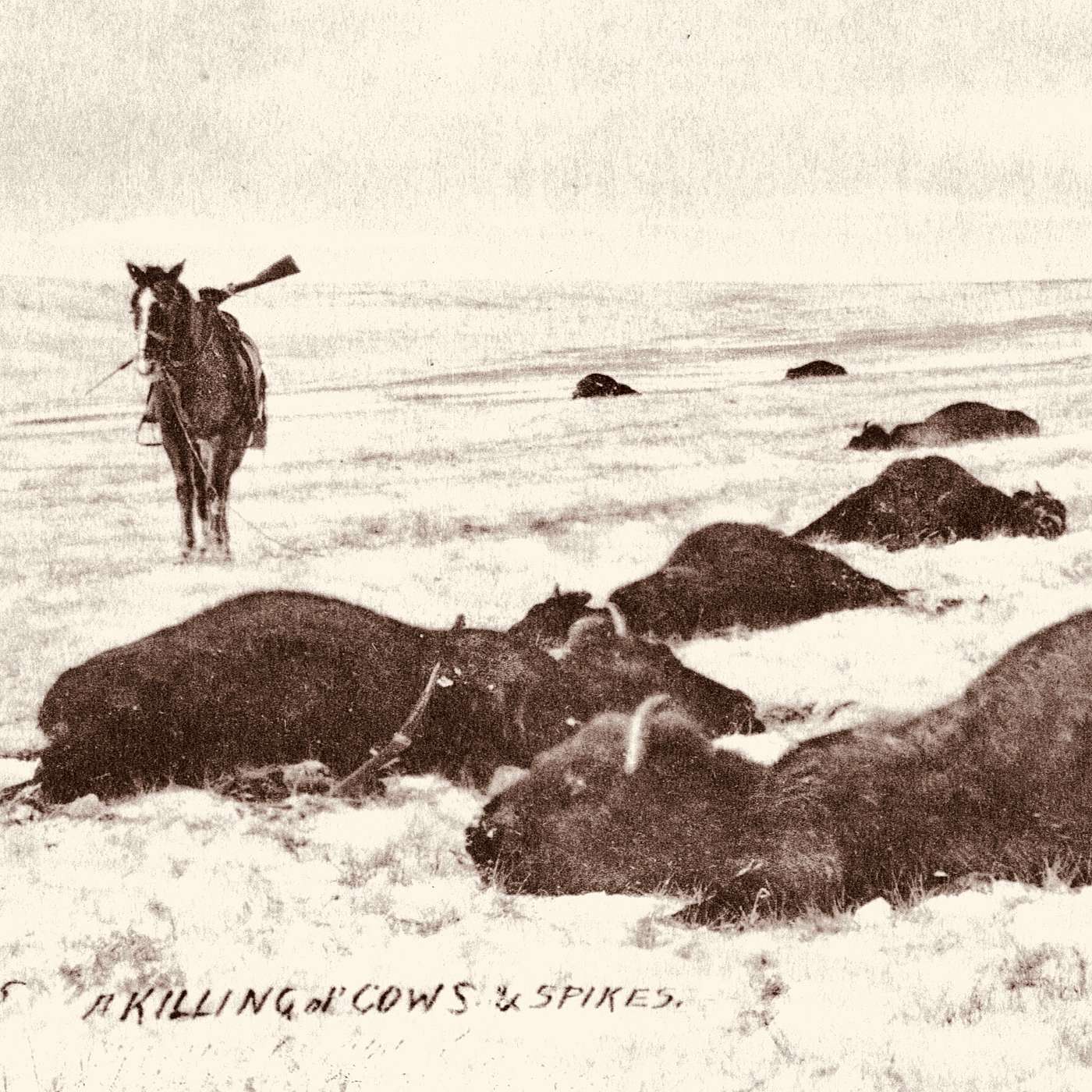 Part Six: Riding with Buffalo Herd: An Unforgettable Stampede and the Harsh Reality of Frontier Survival