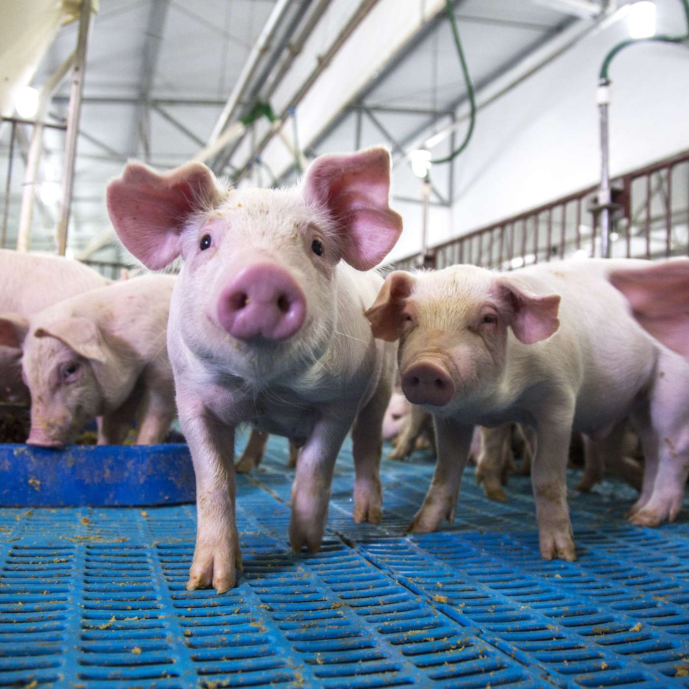 National Pork Board turns producer priorities into action episode artwork