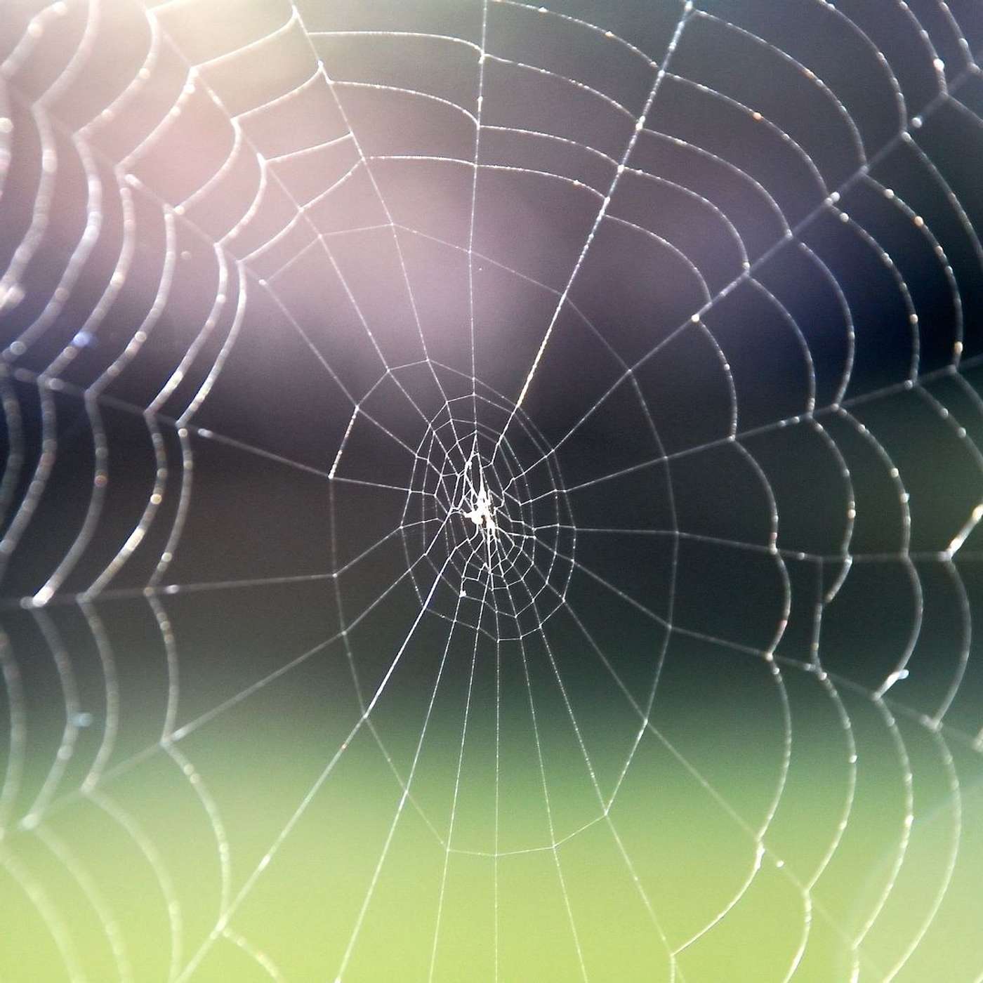 🕸️ The Artist at My Door: What I Learned from a Spider’s Web