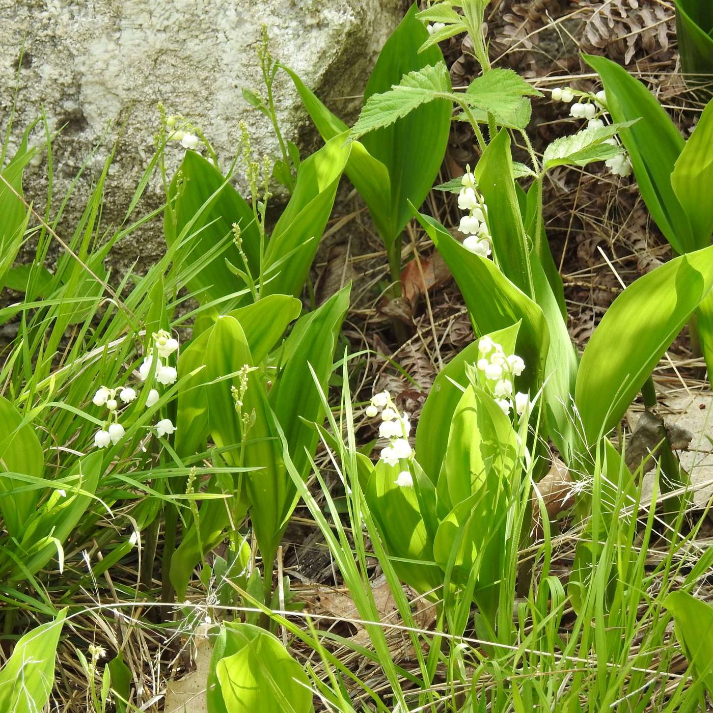 Invasion of the Lilies of the Valley