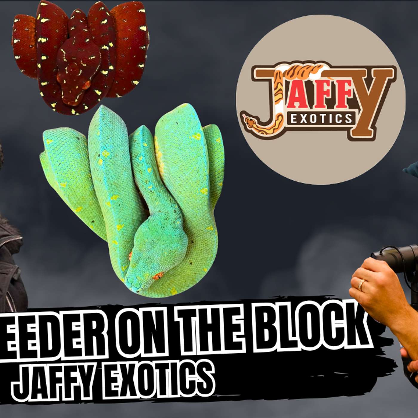 Why So Many Ball Python Breeders Are Switching It Up | New Breeder On The Block Live