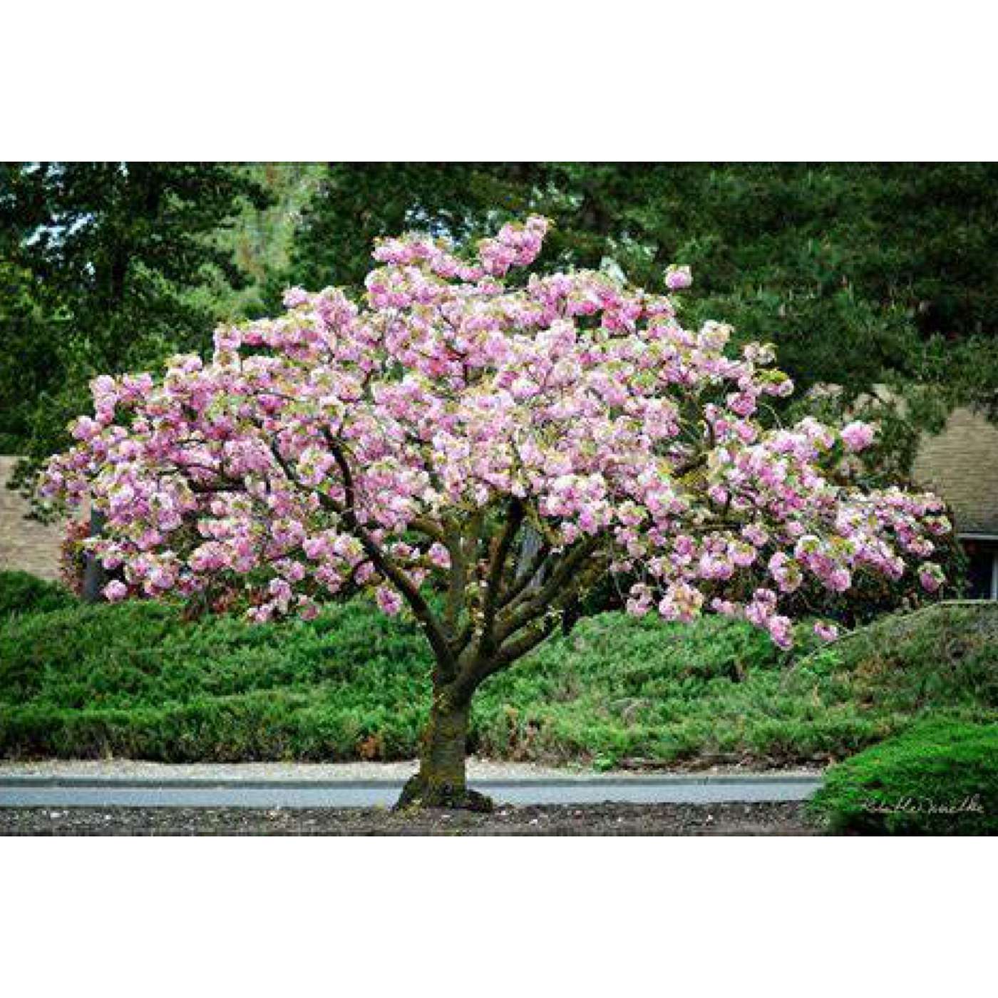 Meditation #1: The Tree Meditation