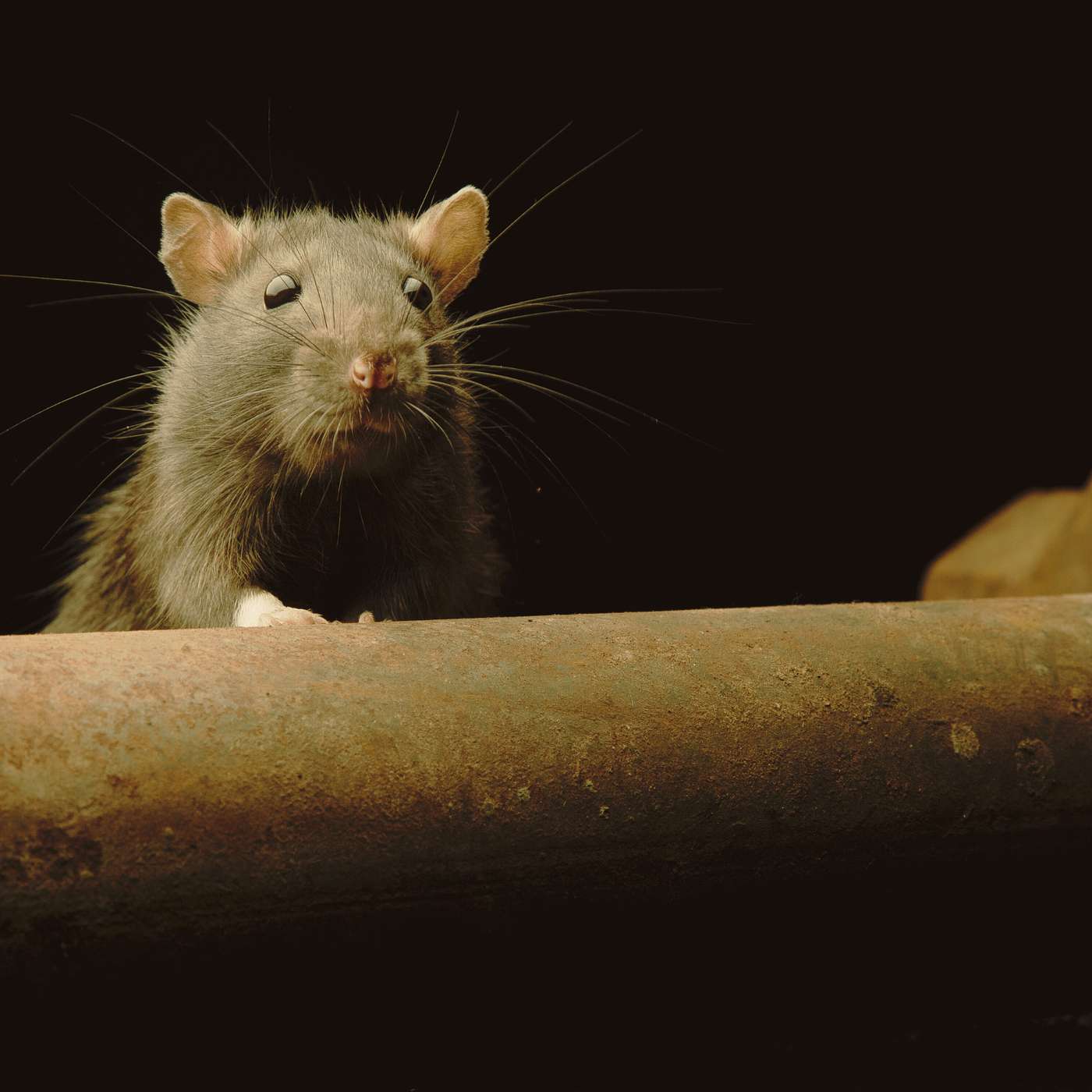 Meet David Dorfman - Rodent Control Expert