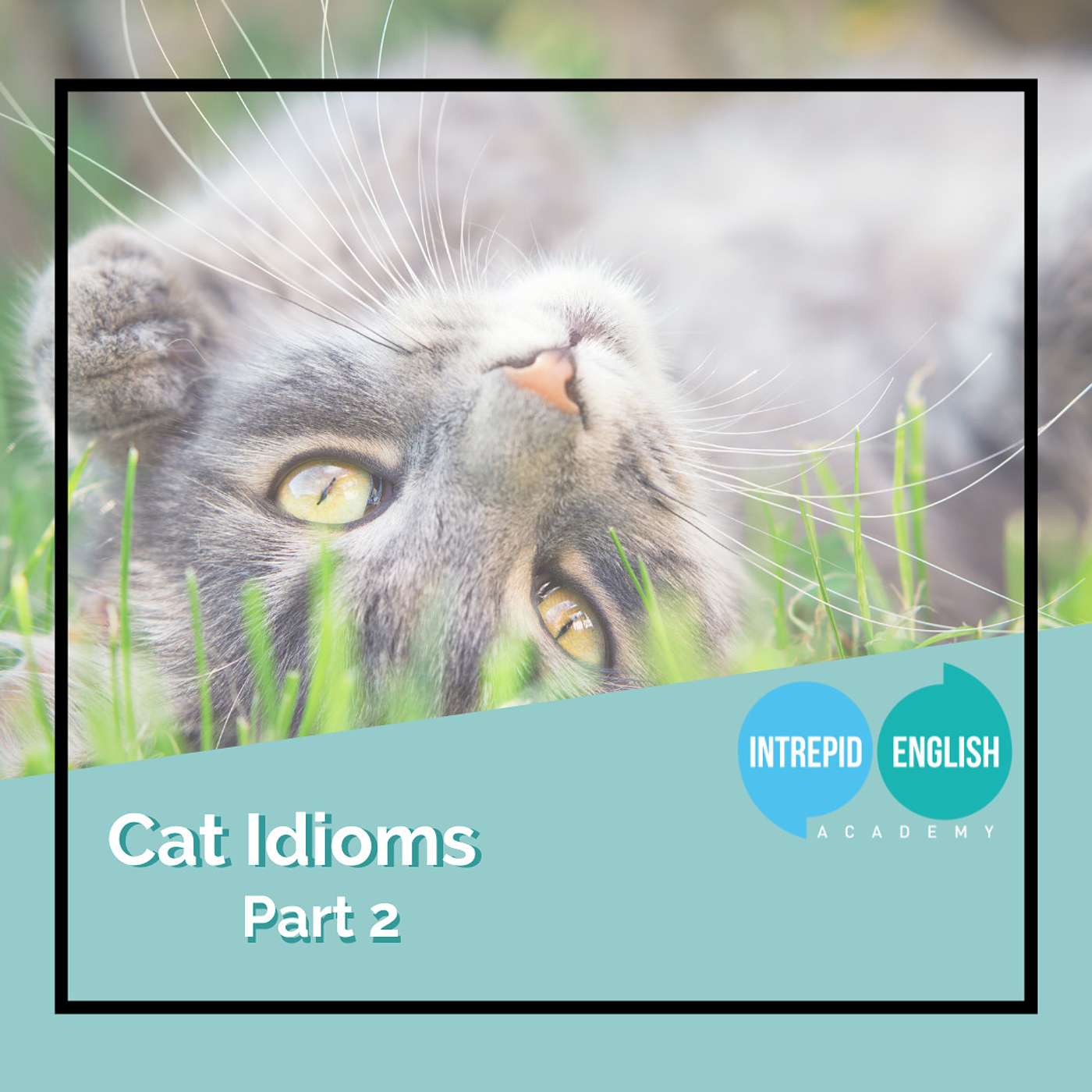 MORE Cat Idioms! 😻