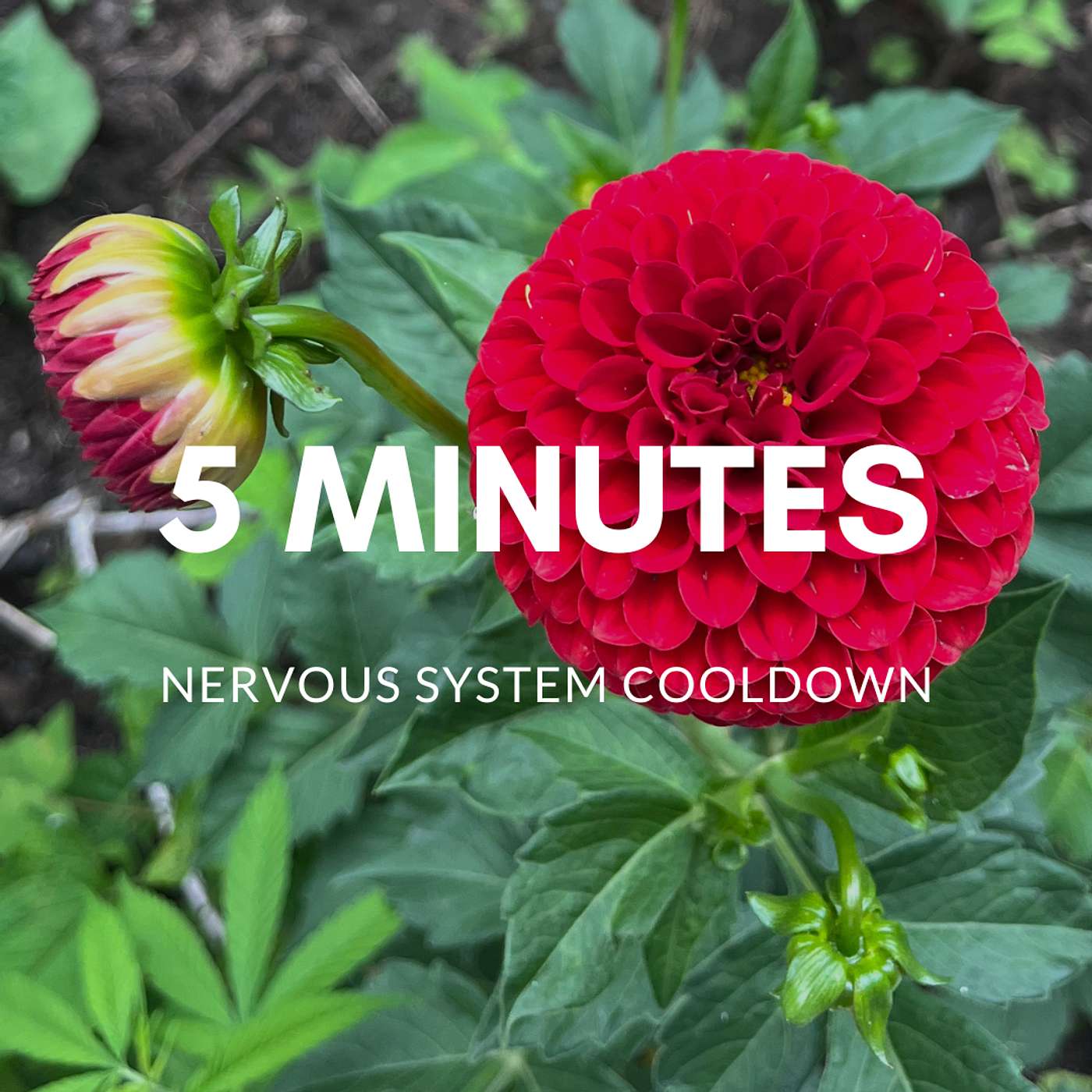 חמש דקות לויסות מערכת העצבים