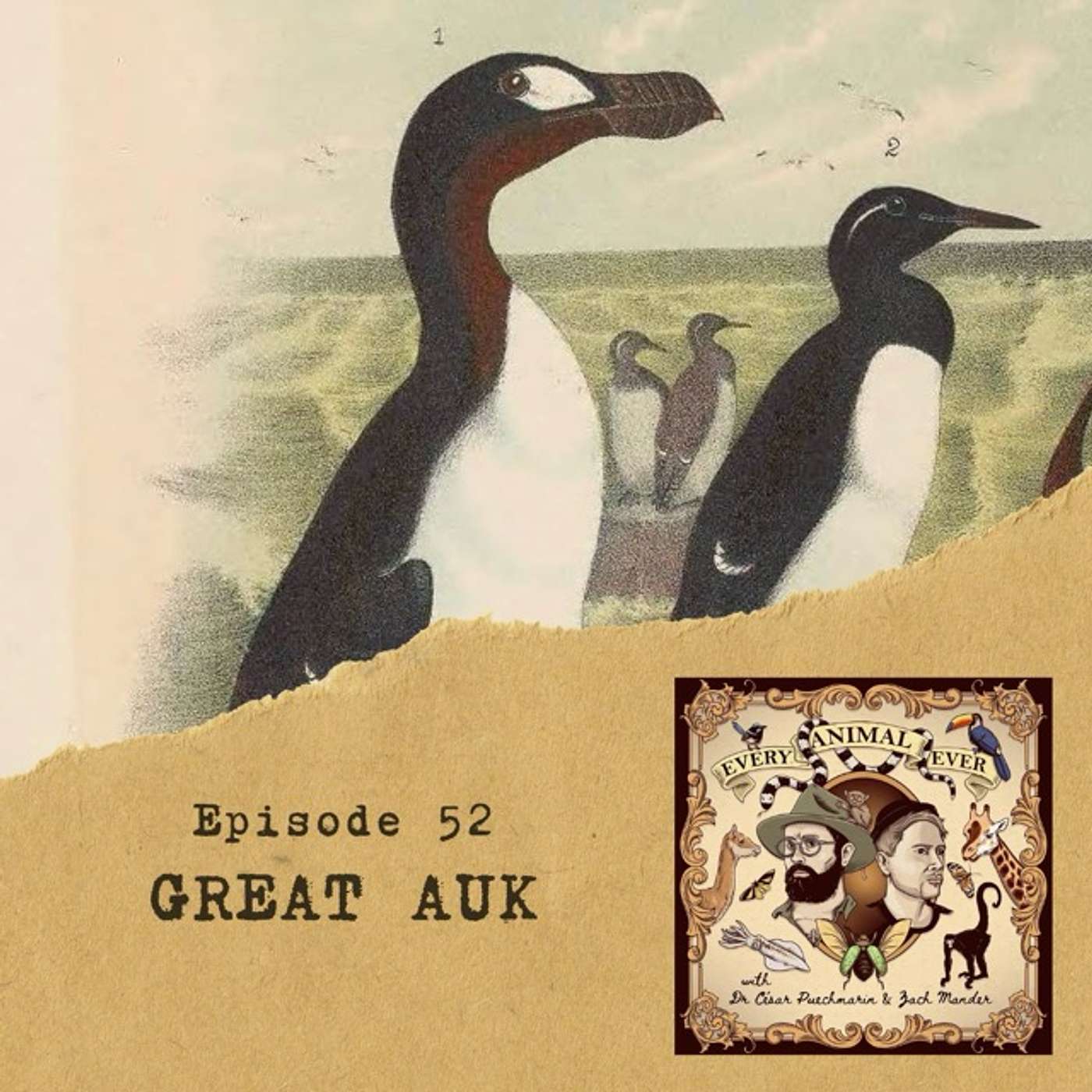 52 – Great Auk