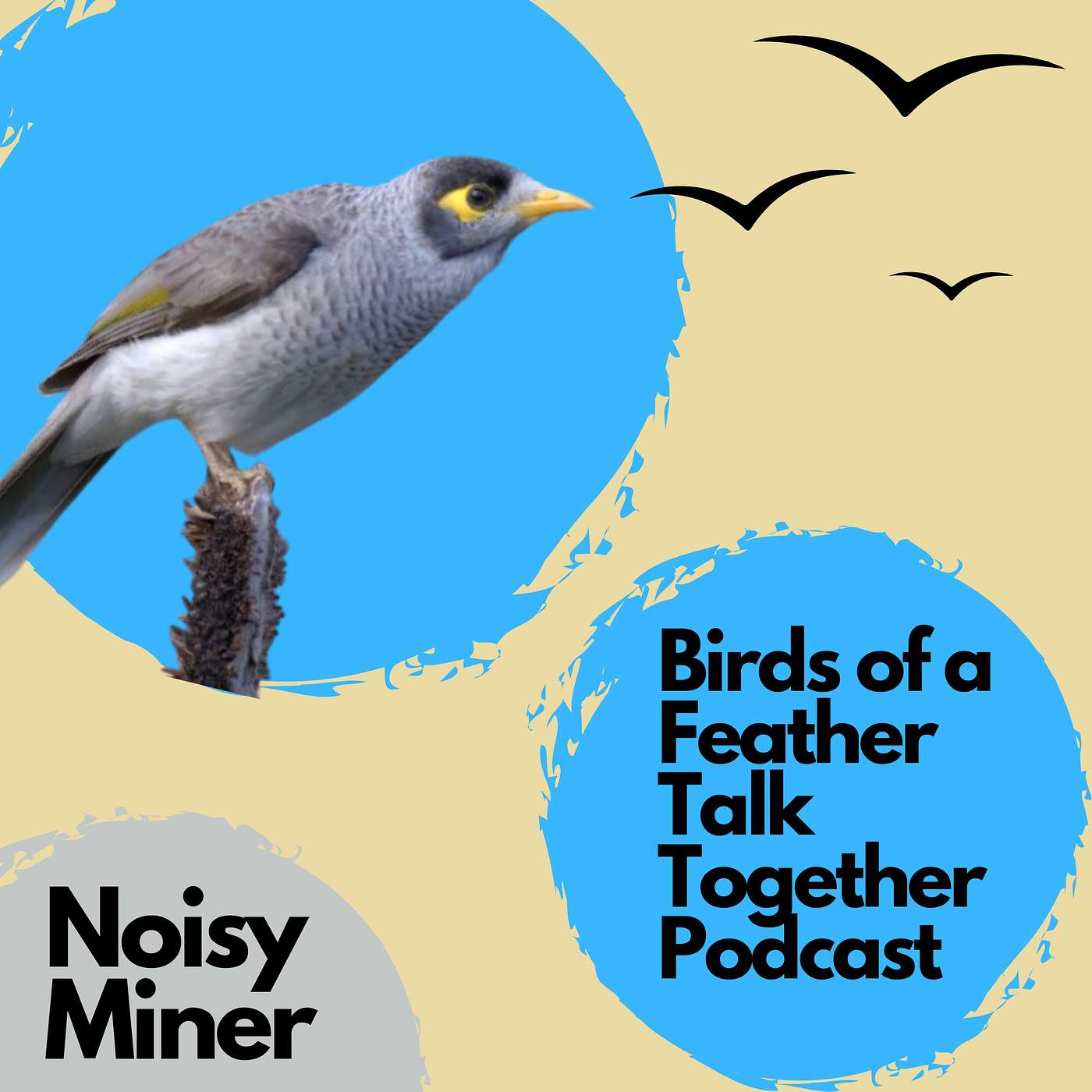 155: Noisy Miners: Australia's Most Aggressive Bird? episode artwork