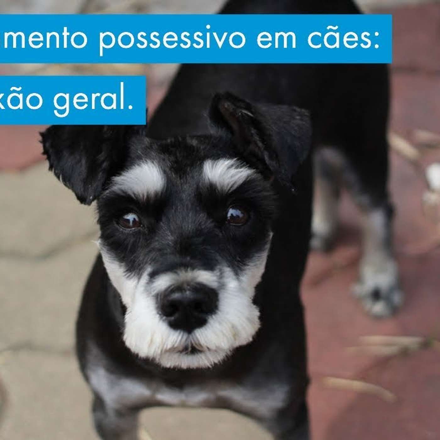 Educação Canina - Comportamento Canino & Adestramento