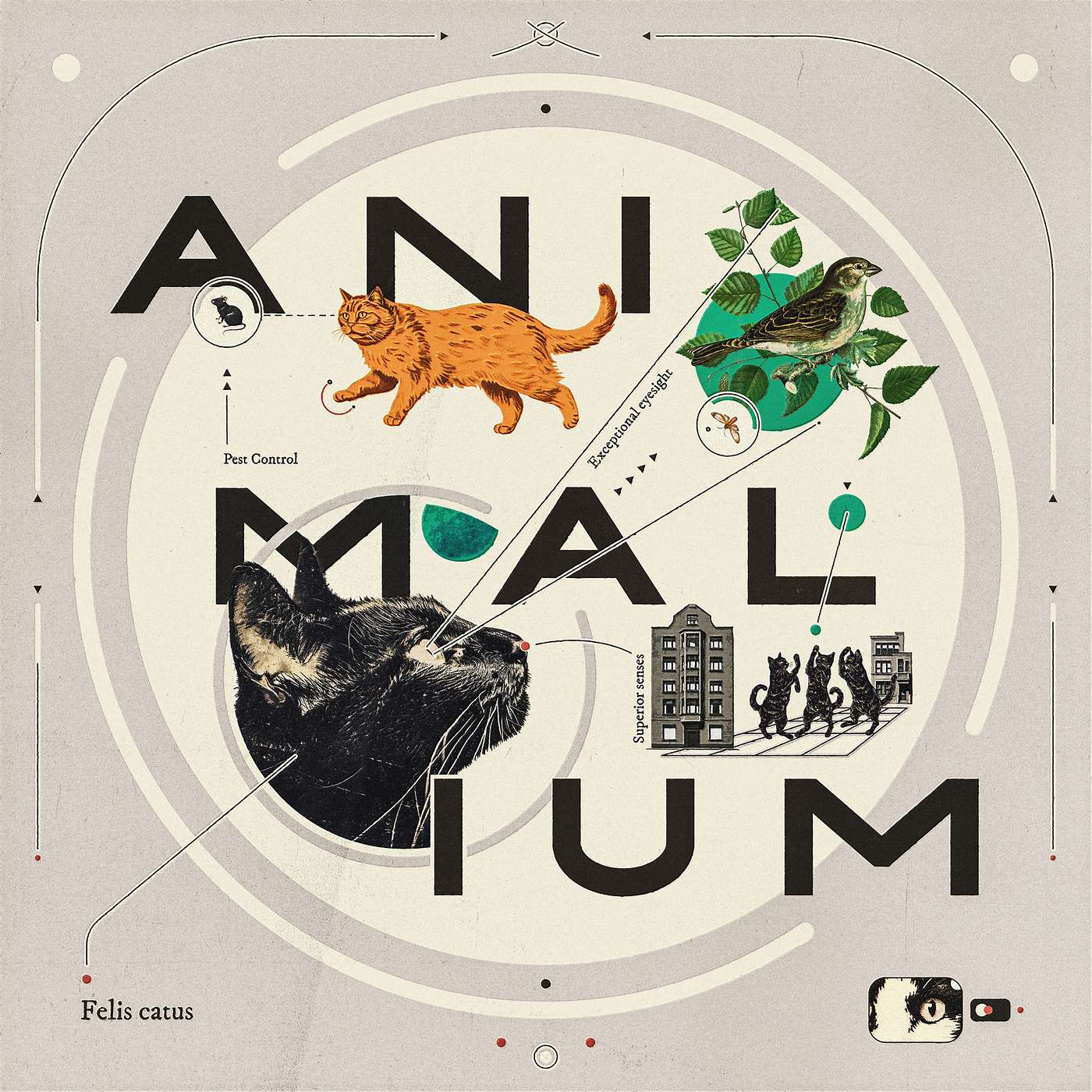 Animalium: Kočky v ulicích a na gauči episode artwork