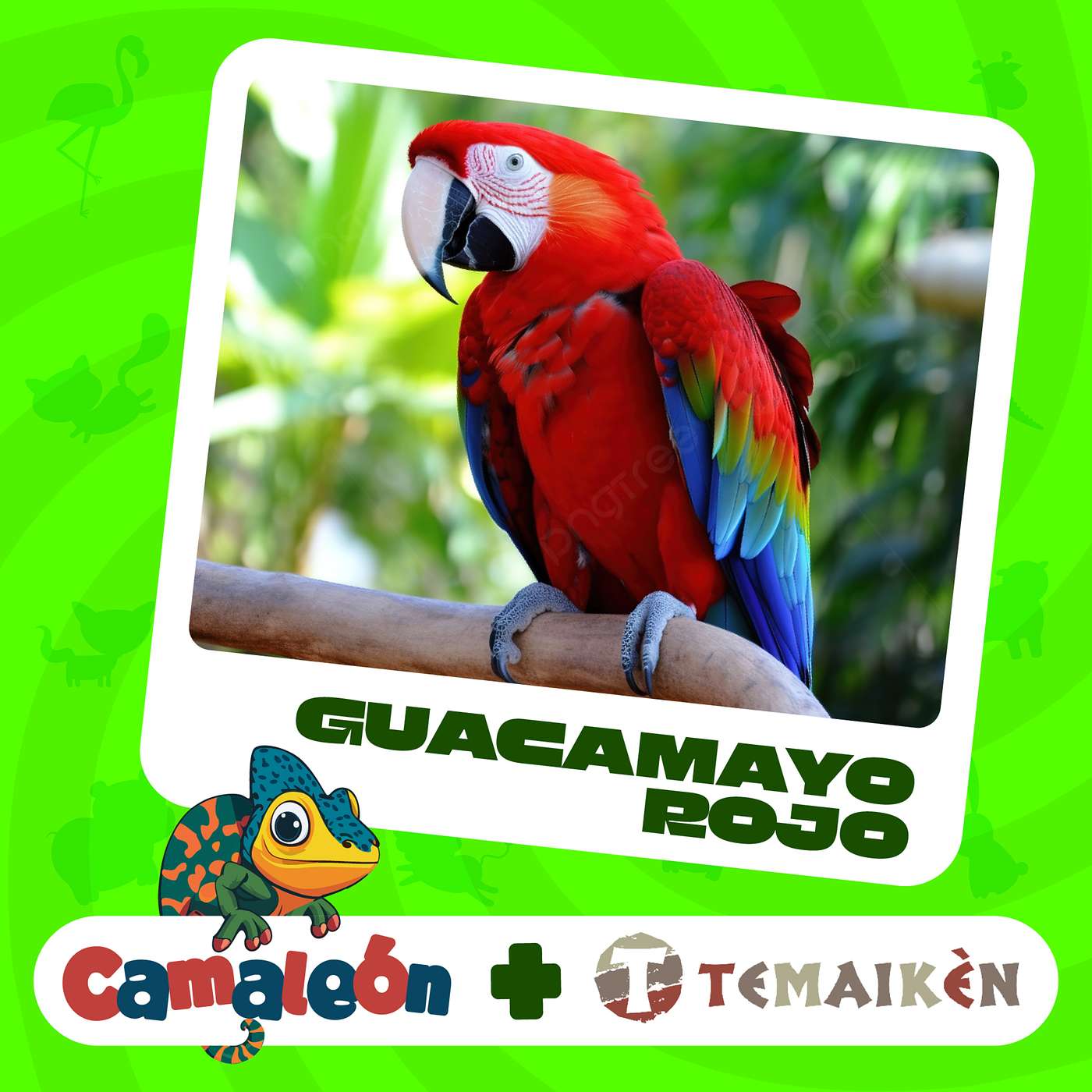 Guacamayo Rojo: Recuperando los Ecosistemas Perdidos episode artwork