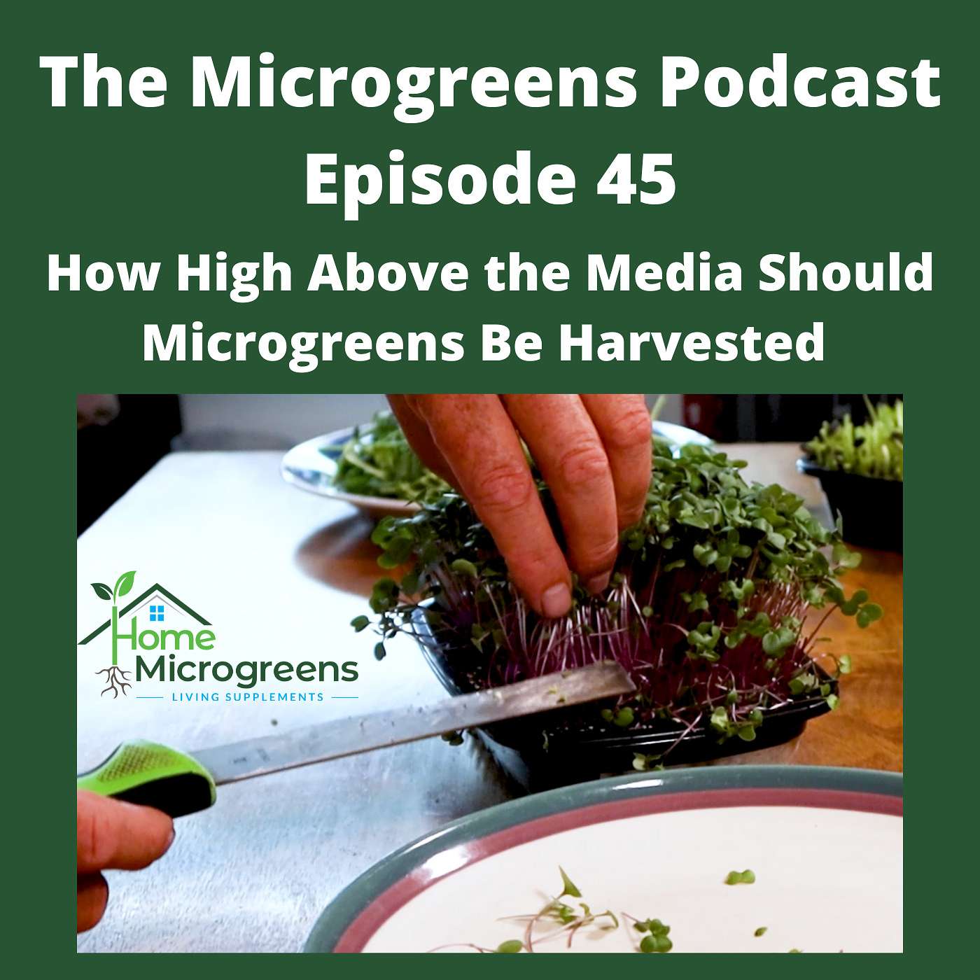 How High Should Microgreens Be Cut? How High Should Microgreens Be Cut?