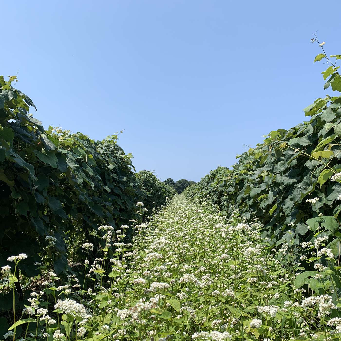 Between the Vines