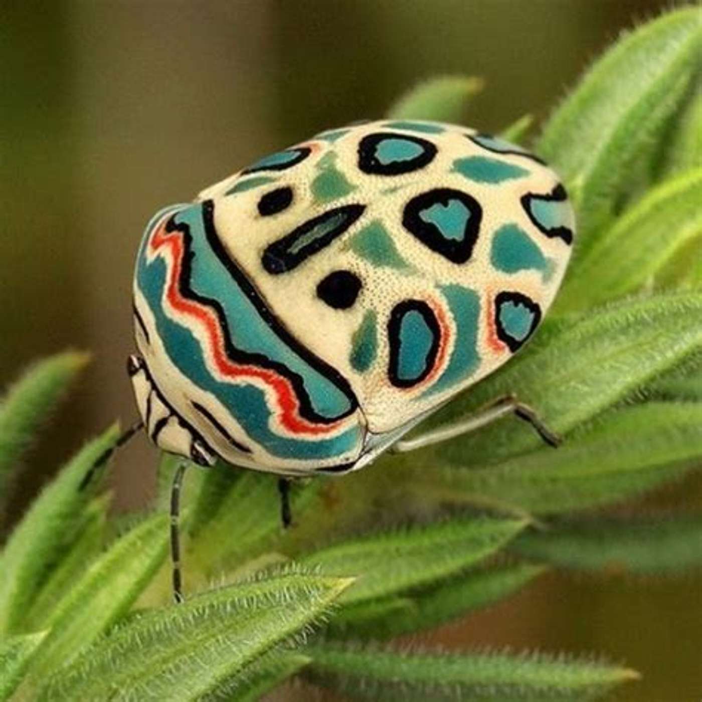 Insects. we are losing them, but we really need them? episode artwork