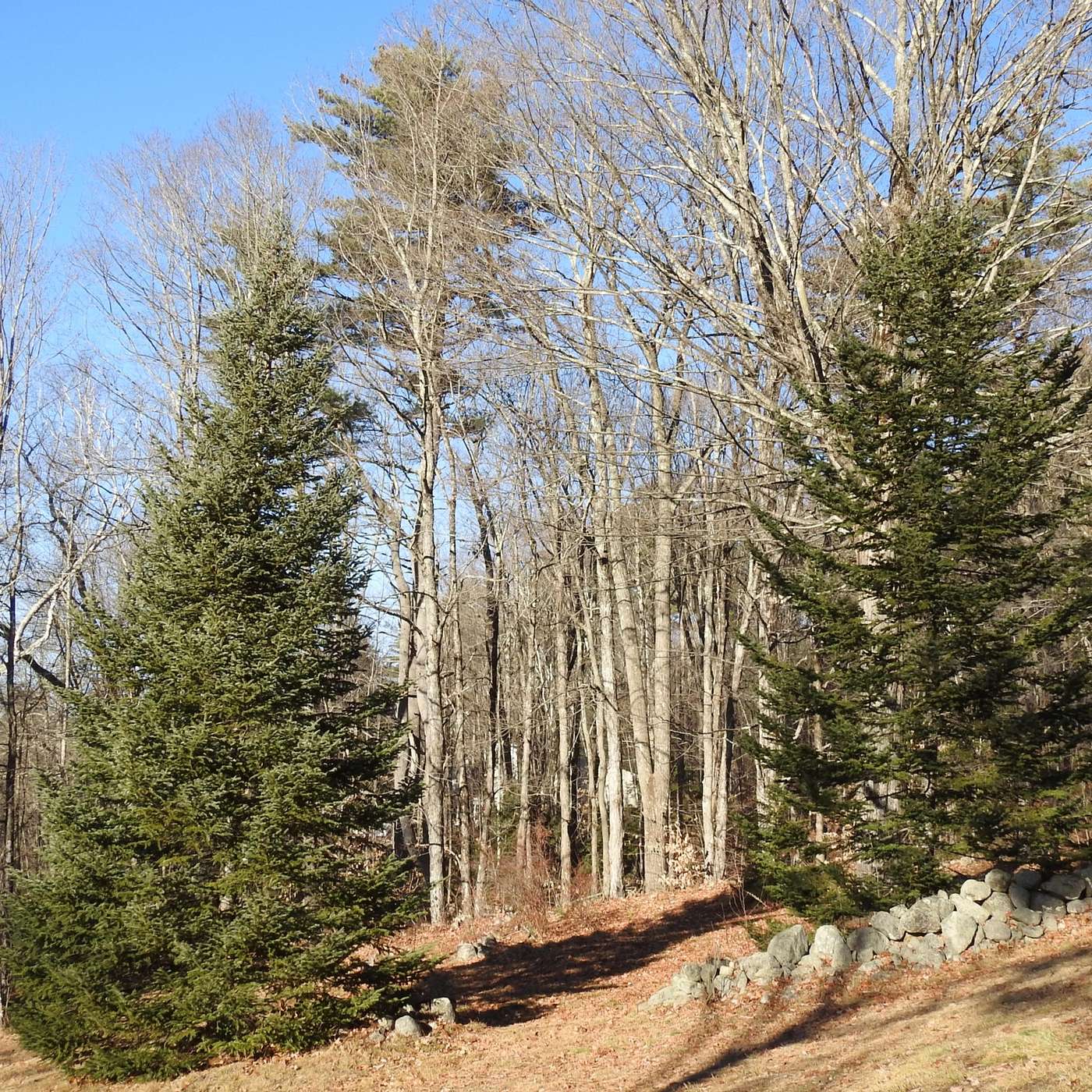 THE PERFECT TREE