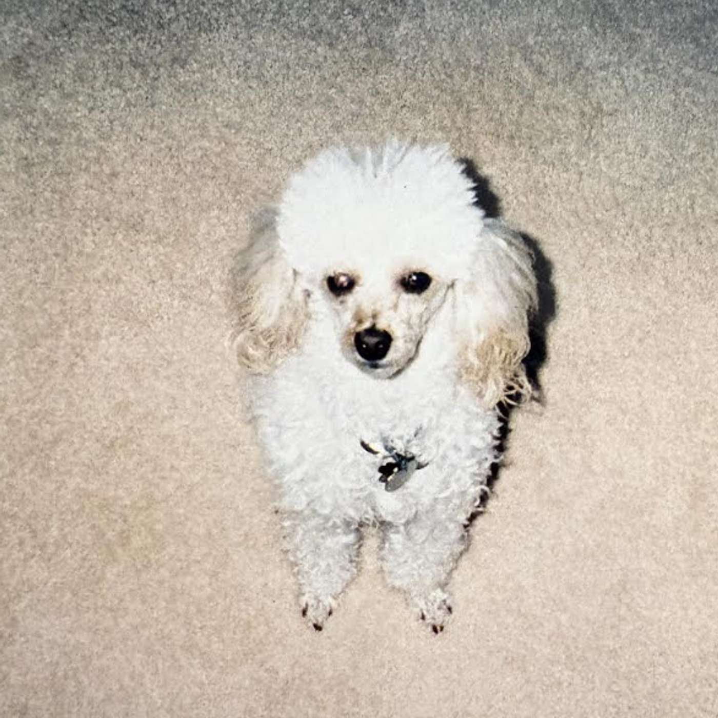 Trixie the Wonder Poodle | Dead Pets episode artwork