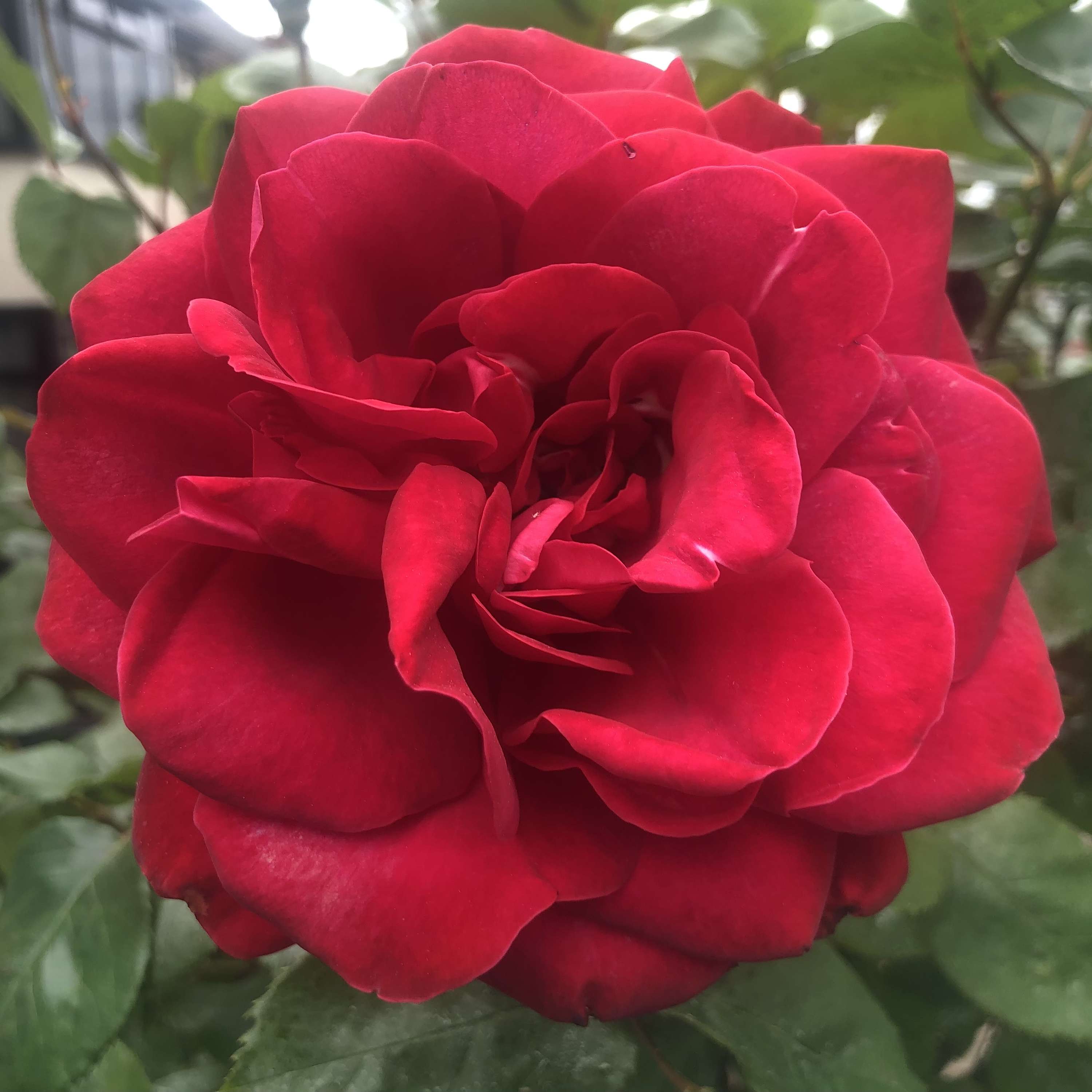 Rayhanati  ريحانتي cover art