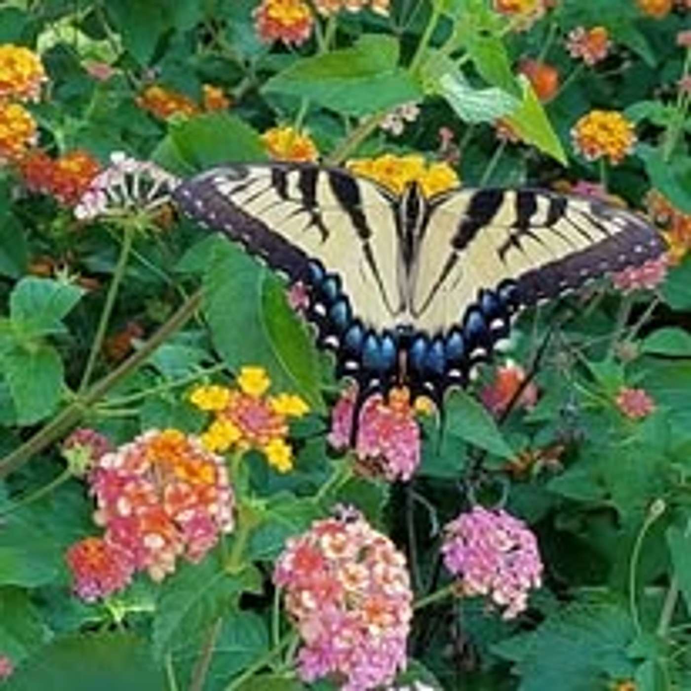 Healing Verses: The Power of Poetry in Overcoming Military Sexual Trauma