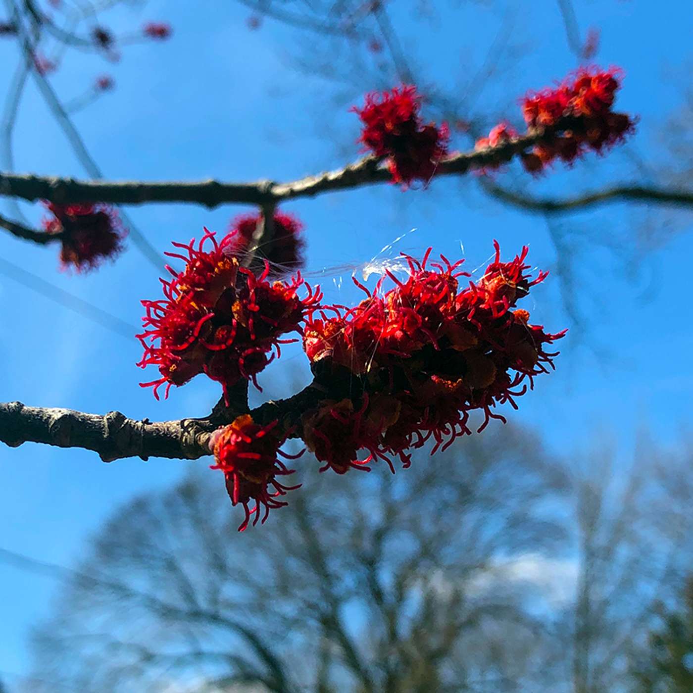Signs of Spring