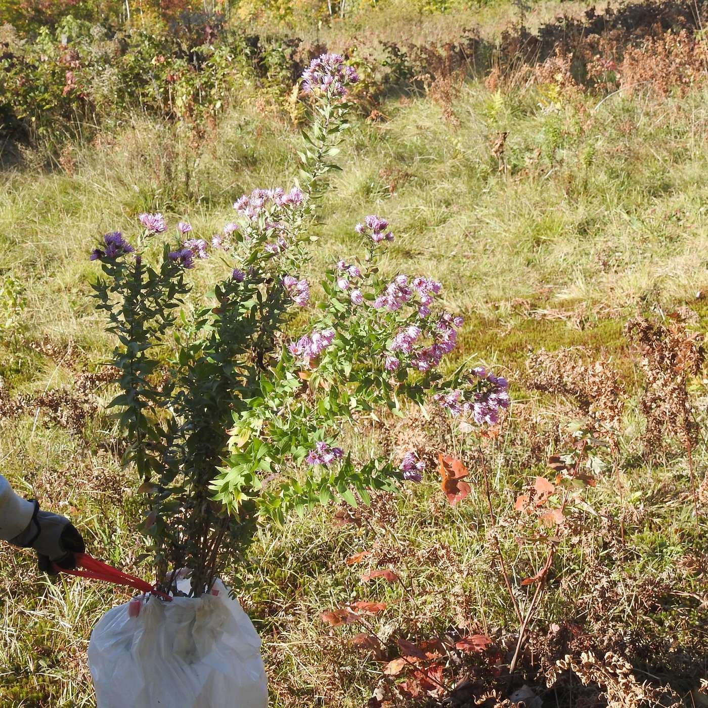 TRANSPLANTING