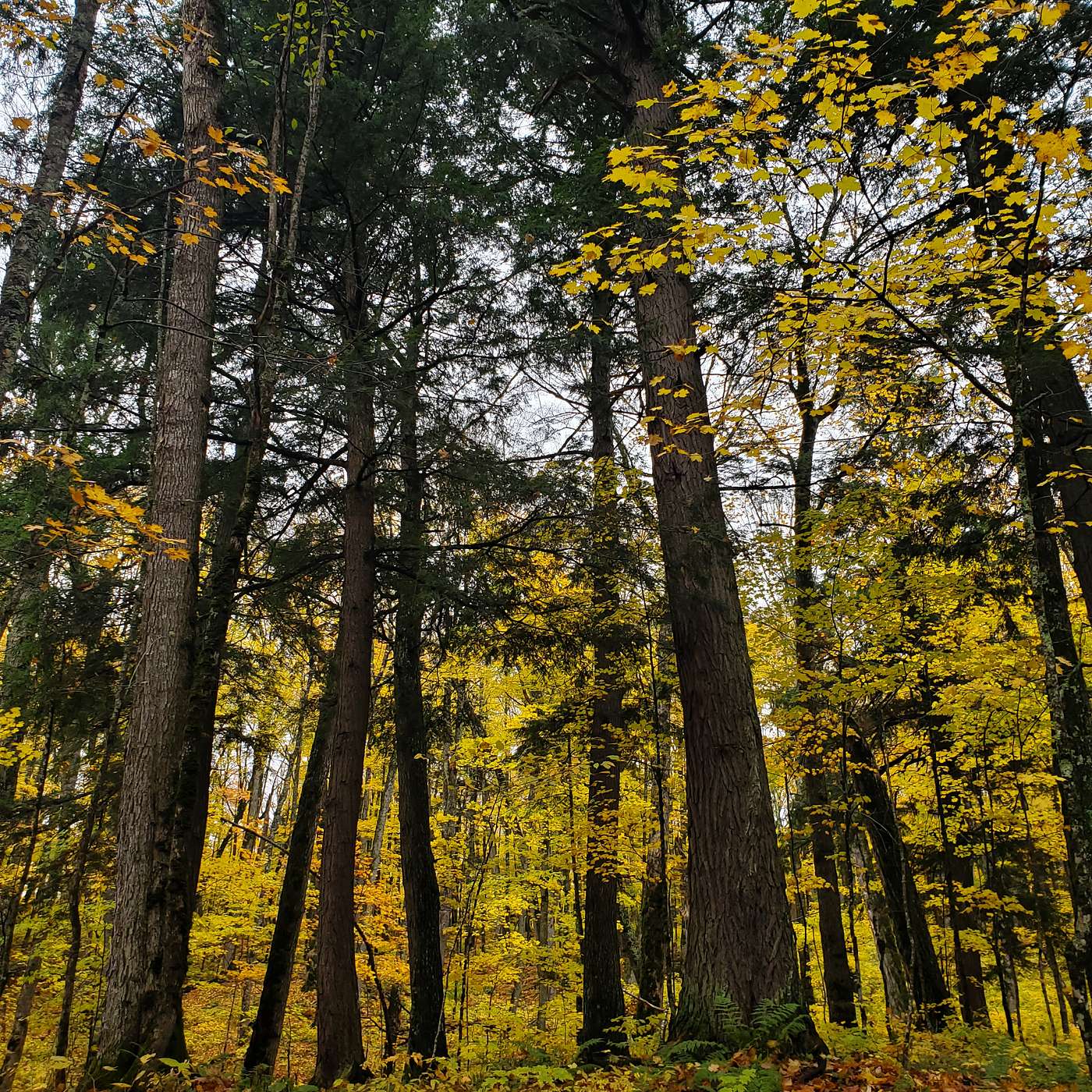 S.7 Ep.3: The Old-Growth Project