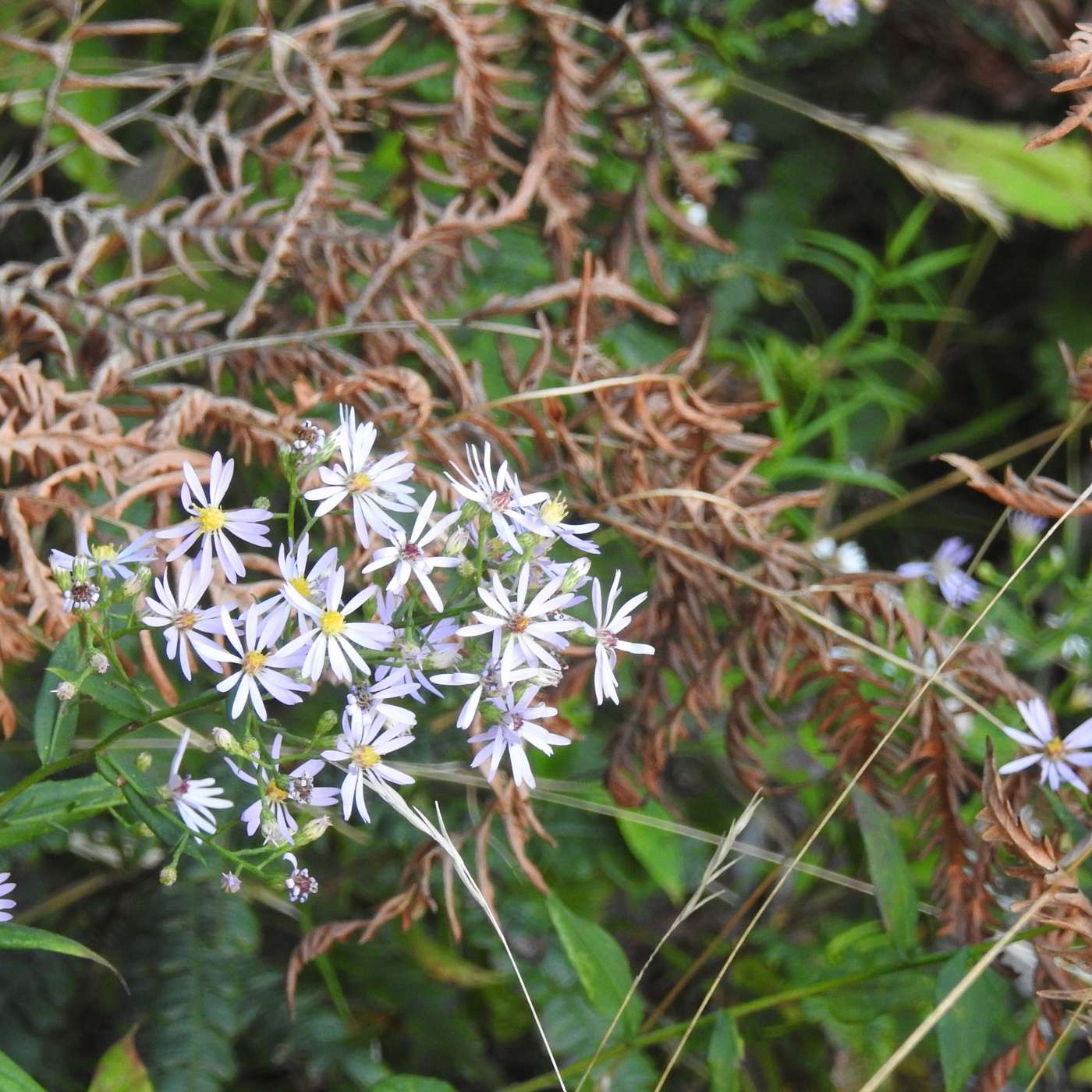 ANOTHER SEPTEMBER BOUQUET