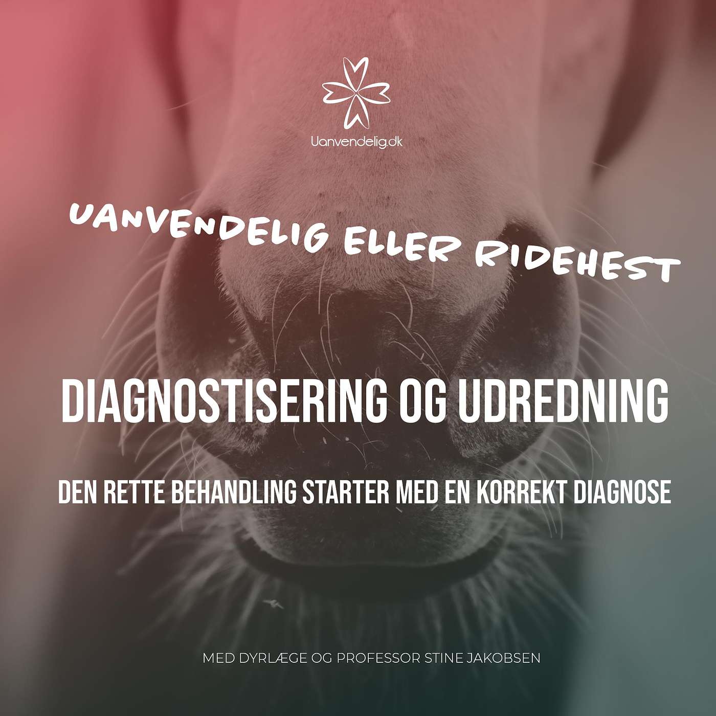 Hjælp - Hvad fejler min hest?! - Med dyrlæge og professor Stine Jakobsen